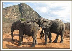 napasha rests his trunk on taita's back