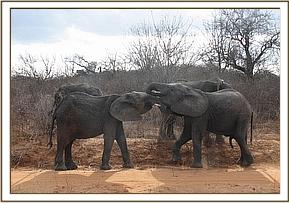 Taita & Napasha