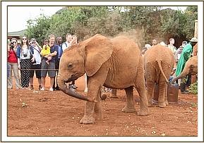 Arruba has a mudbath