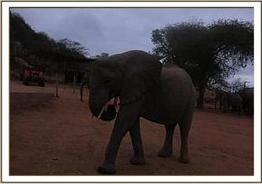 Wendi using a stick to scratch