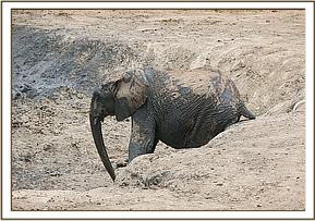 Orwa scratching