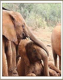 Arruba and Suswa enjoyed playing with Balguda