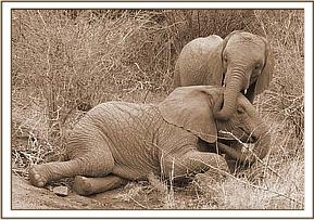 Challa and Madiba playing together