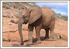 Naserian standing on a rock