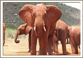 Laikipia leaves the mudbath