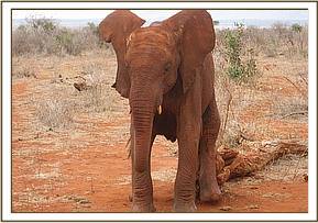 Lesanju scratching