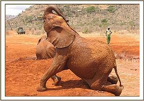Lempaute tossing her trunk