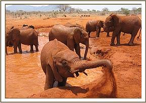 Lesanju enjoying some dust while in the mudbath