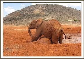 Lesanju enjoying a scratch