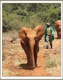 Orwa comes in from the bush