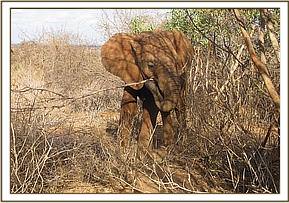 Lesanju peels a branch to feed on it's bark