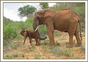 A hungry and weak Emily and her calf
