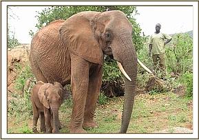 Emily shows her calf how to chew bran cubes