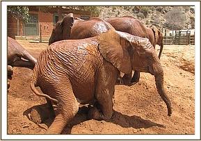 Sinya and the others mud bathing