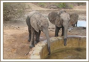 Ithumbah & Salaita taking water