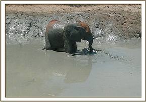 Ithumbah in the mudbath