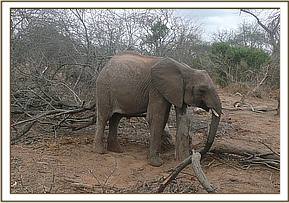 Lualeni scratching