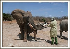 Yatta stands close to Ithumbah as she feeds