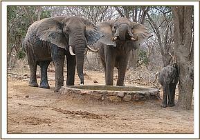 Wild bulls & Ithumbah