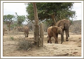 Ololoo and Nasalot