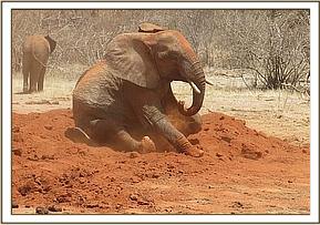 Tomboi enjoying the dustpile