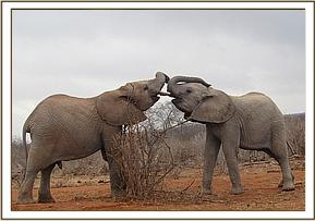 Orwa plays with Sities