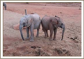 Turkwel and Orwa relaxing