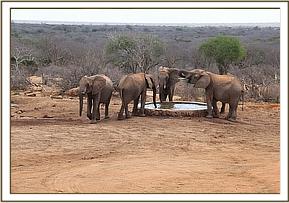 Lualeni and her herd