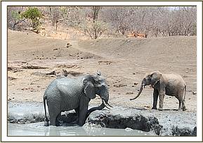 Orwa watching a wild bull