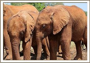 Esampu and Ambo don't always get along!