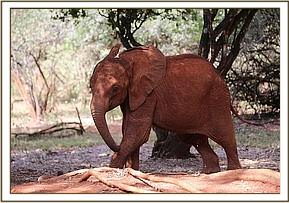 Sweet little Luggard out in the forest