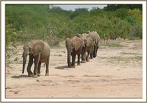 Taita leading