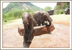 Lualeni and Kora in the water trough