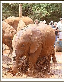 Arruba enjoys the mud wallow