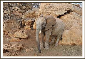 Orwa going for a scratch