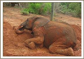 Orwa playing and changing from grey to red