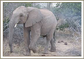 Orwa going to play with Vuria