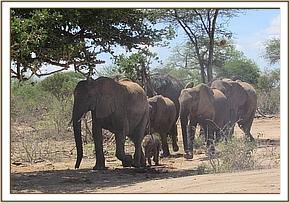 Ex-orphans arriving with little Wiva