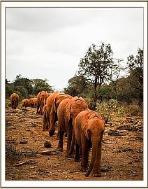 Ambo leads orphans to the mudbath