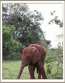 Emoli enjoys the lush grass after the rains