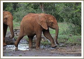 Enkesha onher way to mud-bath