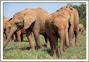 Mteto, Musiara and Malkia browse together
