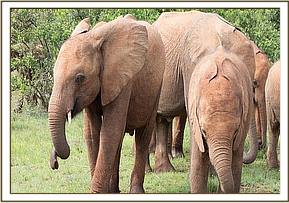 Sapalan and Enkesha browse together