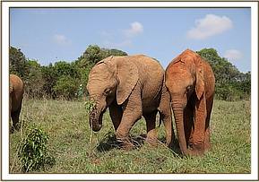 Mundusi and Jotto browse together