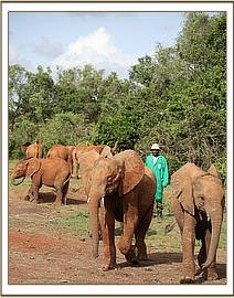 Namalok and Ndiwa getting ready for 11am feed