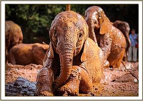 Ambo at the mud-bath