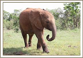 Enkesha walking to the mud-bath