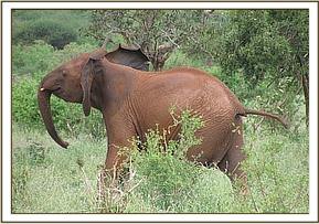 Lesanju charging a warthog