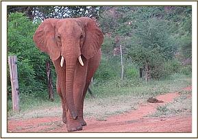 Laikipia at the stockade