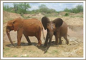Orwa and Bongo
